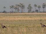 Africa 094 : Africa, Animal, Bird, Botswana, Grassland, Landscape, Makgadikgadi, Nature, Palm Trees, Secretary Bird, Trees